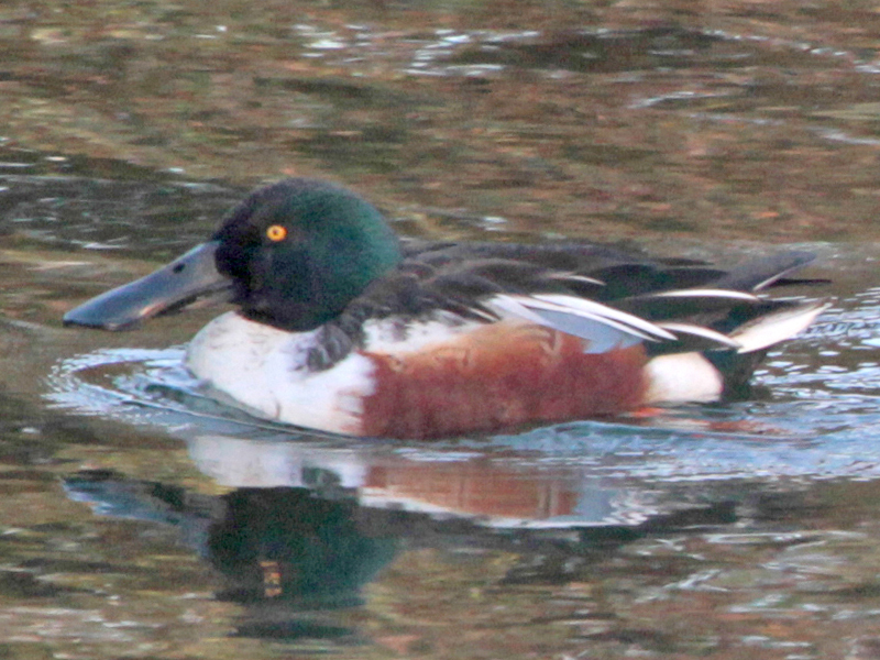 Northern Shoveler